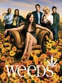 Affiche de Weeds