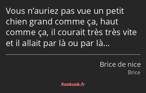 Vous n’auriez pas vue un petit chien grand comme ça, haut comme ça, il courait très très vite et il…