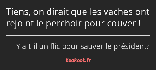 Tiens, on dirait que les vaches ont rejoint le perchoir pour couver !