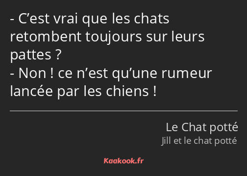 C’est vrai que les chats retombent toujours sur leurs pattes ? Non ! ce n’est qu’une rumeur lancée…